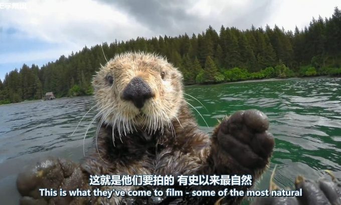荒野间谍 第一季 Spy in the Wild Season 1