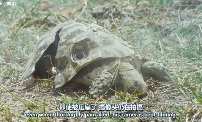 荒野间谍 第一季 Spy in the Wild Season 1