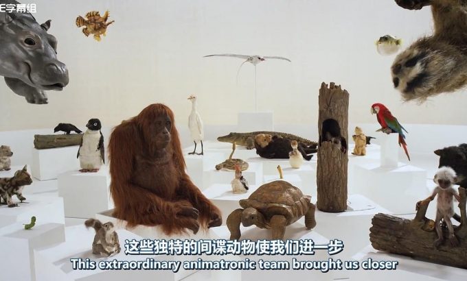 荒野间谍 第一季 Spy in the Wild Season 1