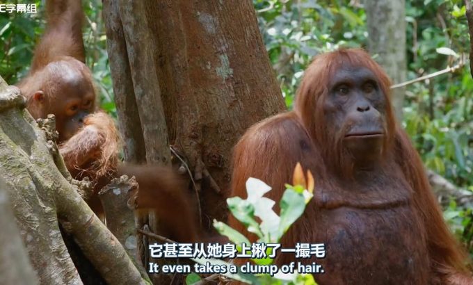 荒野间谍 第一季 Spy in the Wild Season 1