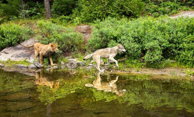 狼与狮子 Le loup et le lion
