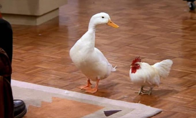 老友记  第五季 Friends Season 5