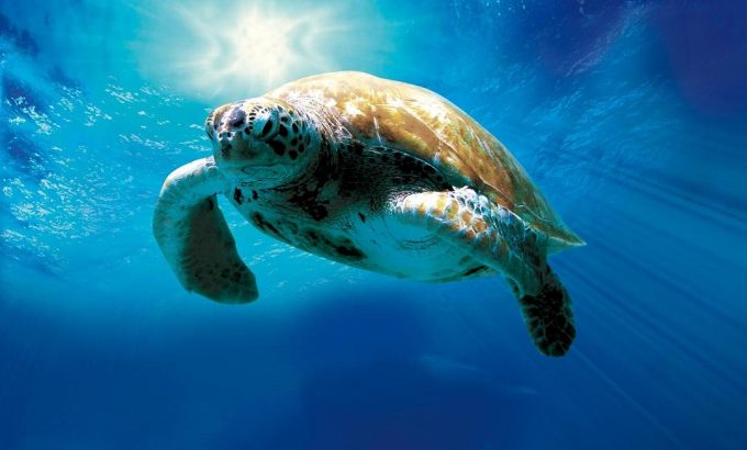 海龟奇妙之旅 Turtle: The Incredible Journey
