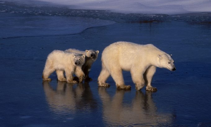 地球脉动 第一季 Planet Earth Season 1