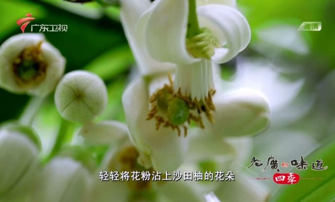 老广的味道 第二季