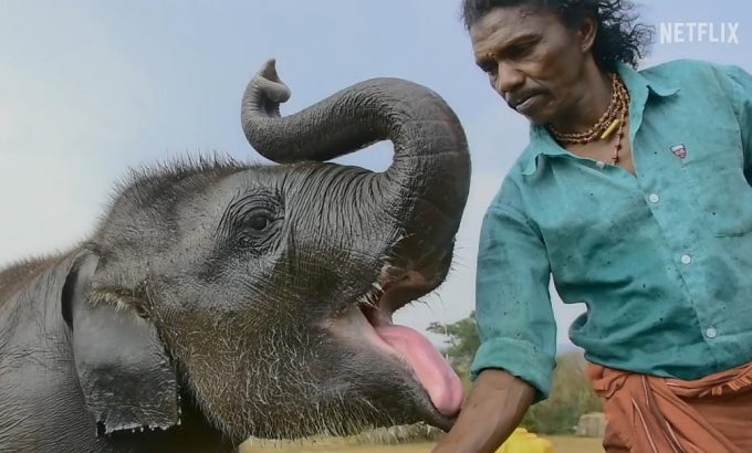 小象守护者 The Elephant Whisperers