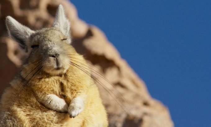 地球脉动 第二季 Planet Earth Season 2
