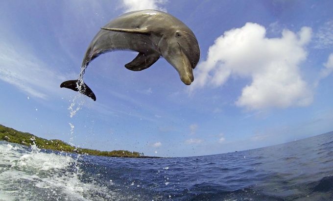 卧底海豚帮 Dolphins - Spy in the Pod