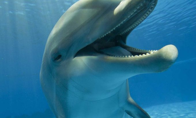 卧底海豚帮 Dolphins - Spy in the Pod