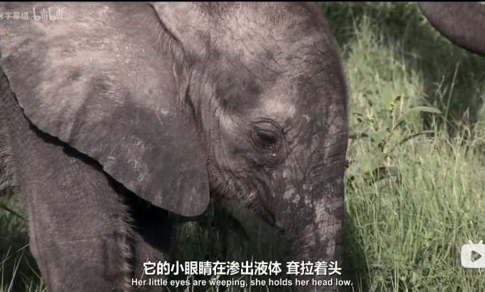 纳勒迪：一只小象的故事 Naledi: A Baby Elephant's Tale
