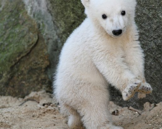 克努特和它的朋友们 Knut und seine Freunde