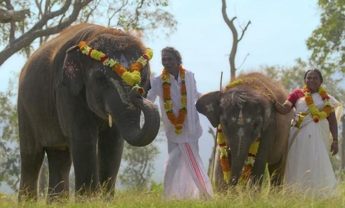 小象守护者 The Elephant Whisperers
