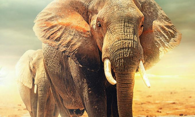 奥卡万戈：生命的洪流 Okavango: A Flood of Life
