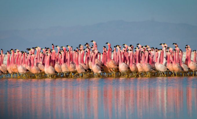 地球脉动 第二季 Planet Earth Season 2