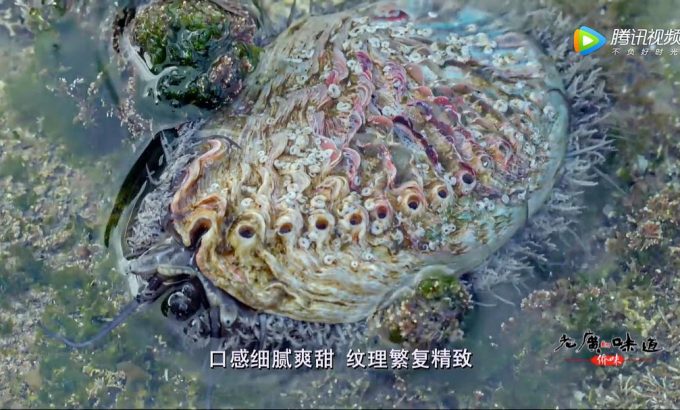 老广的味道 第四季