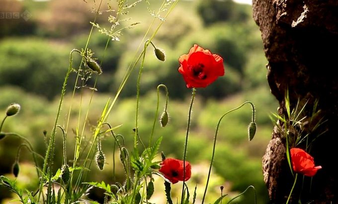 意大利花园 Monty Don's Italian Gardens