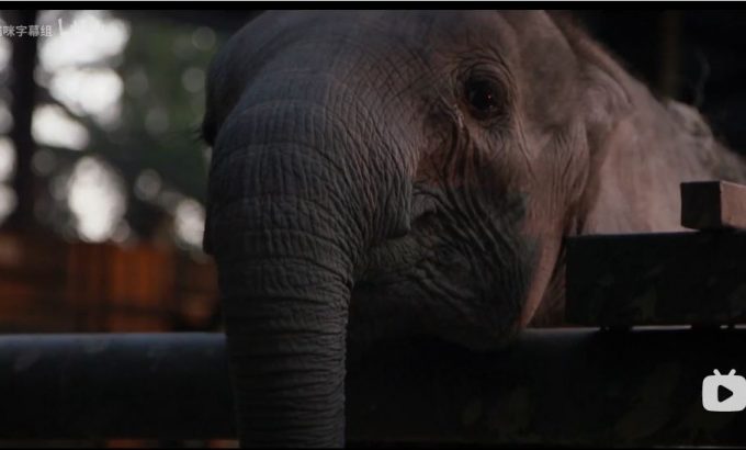 纳勒迪：一只小象的故事 Naledi: A Baby Elephant's Tale