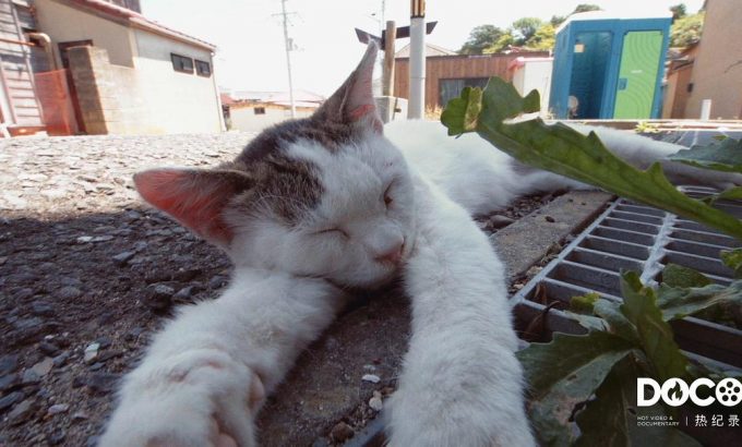 猫之岛 猫の島