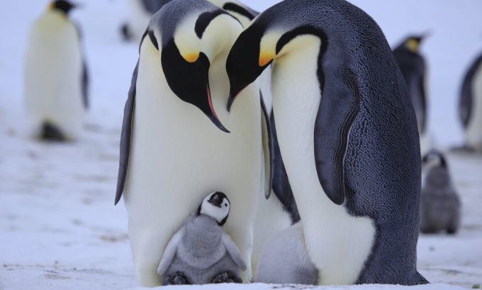 企鹅群里有特务 Penguins: Spy in the Huddle