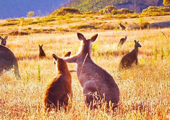 袋鼠谷 Kangaroo Valley