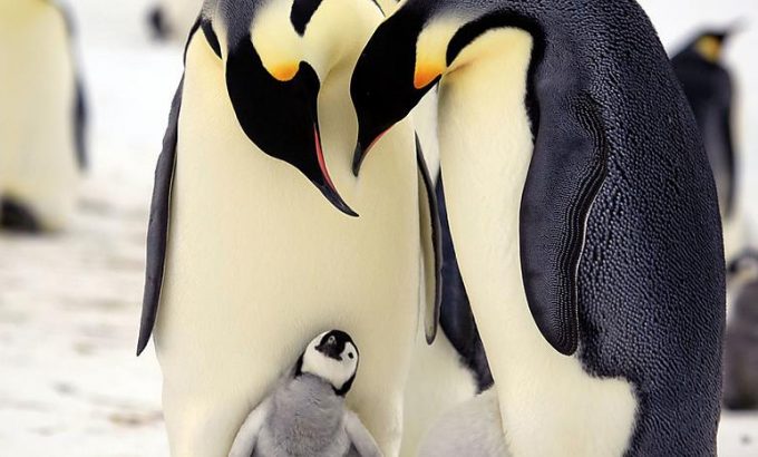 企鹅群里有特务 Penguins: Spy in the Huddle
