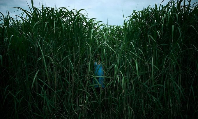 高草丛中 In the Tall Grass