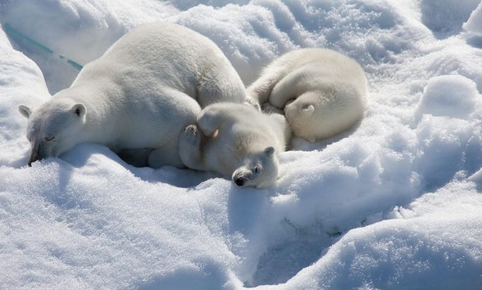 北极 To the Arctic 3D