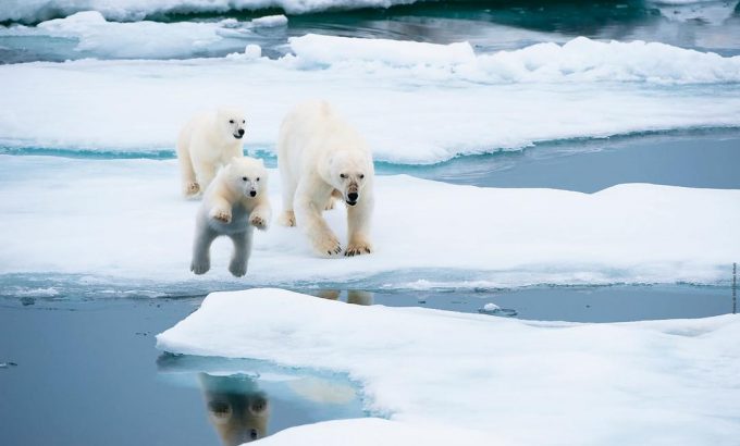 北极 To the Arctic 3D
