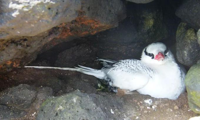 加拉帕戈斯群岛 Galápagos