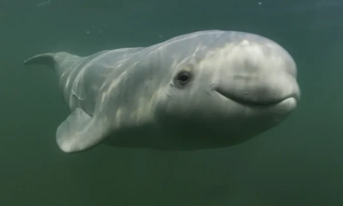 鲸的秘密 Secrets of the Whales
