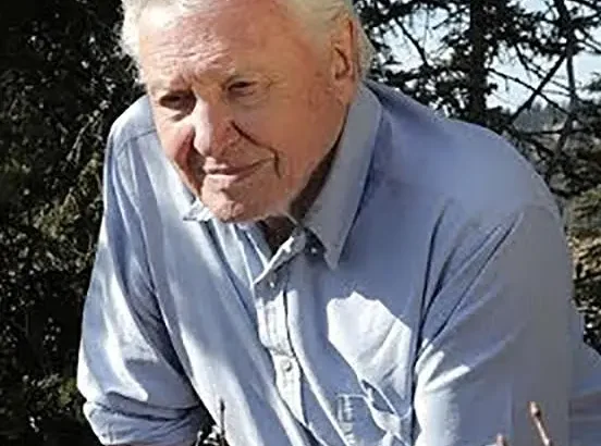 爱登堡和蚂蚁王国 Attenborough and the Empire of the Ants
