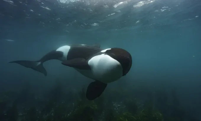 鲸的秘密 Secrets of the Whales