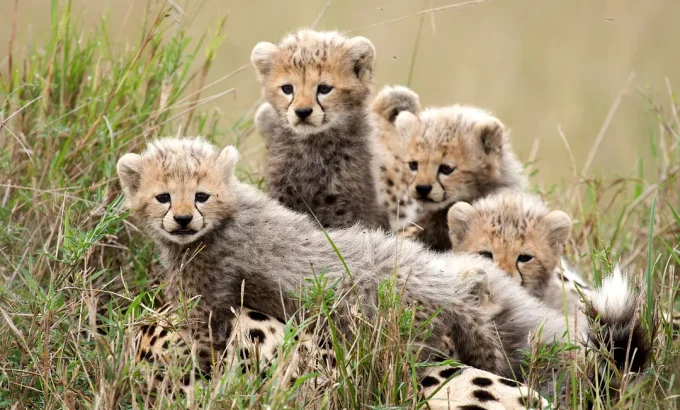非洲猫科 African Cats