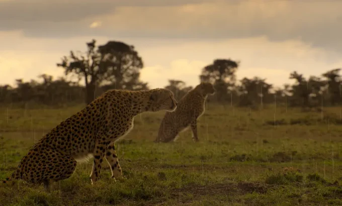 大卫·爱登堡：地球上的一段生命旅程 David Attenborough: A Life on Our Planet