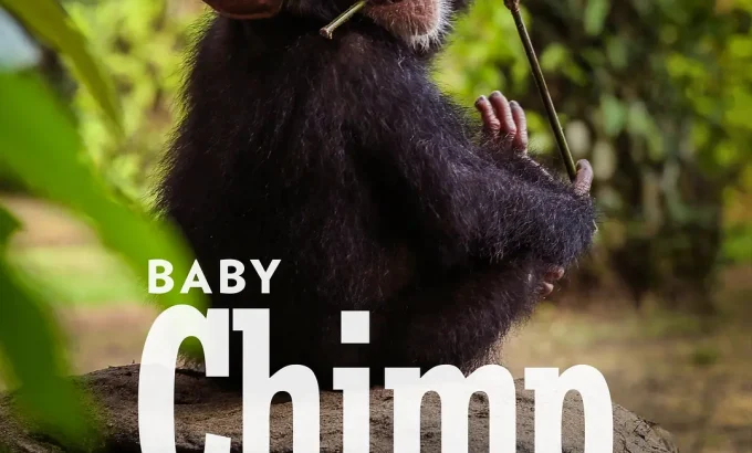 飓猩营救 Baby Chimp Rescue