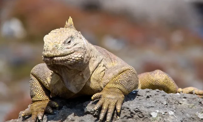 加拉帕戈斯群岛 Galápagos