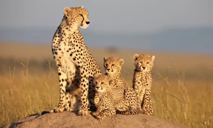 非洲猫科 African Cats
