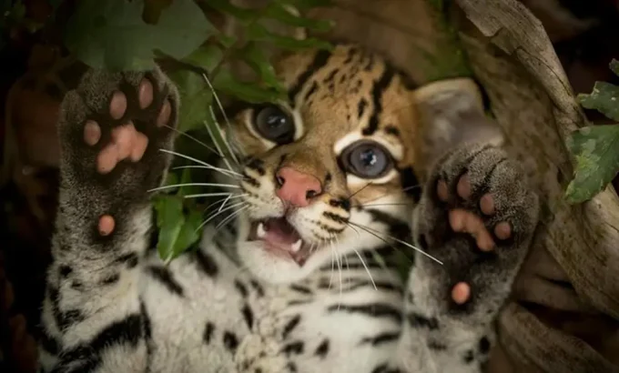 野猫 Wildcat