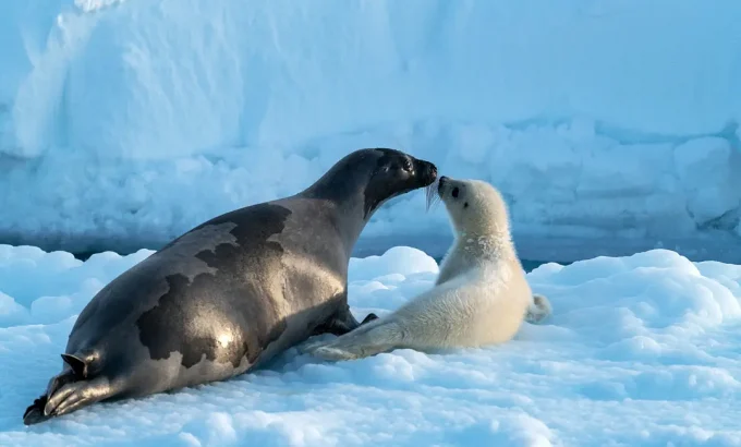 冰冻星球 第二季 Frozen Planet Season 2