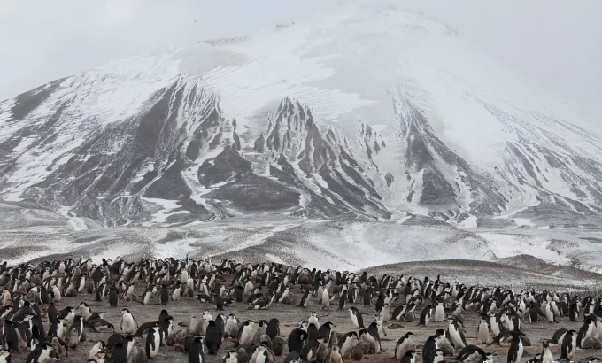 企鹅家族 Penguins: Meet the Family