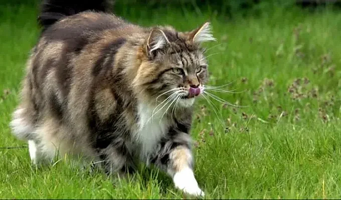 BBC地平线：猫的秘密生活 Horizon: The Secret Life of the Cat