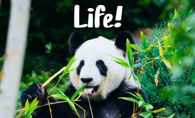 中国如何拯救大熊猫 It's A Pandaful Life!