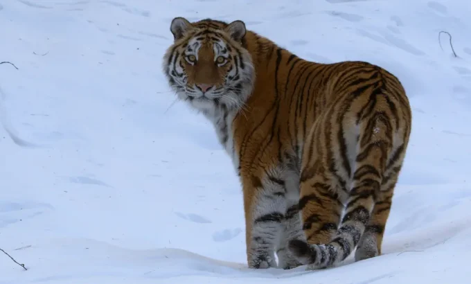 大卫·爱登堡：地球上的一段生命旅程 David Attenborough: A Life on Our Planet