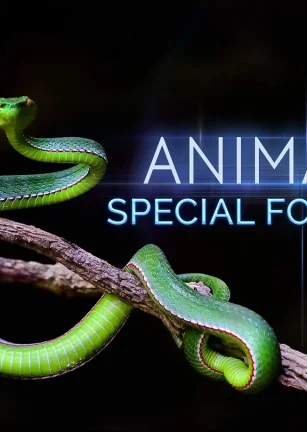 动物特种部队 第一季 Animal Special Forces Season 1