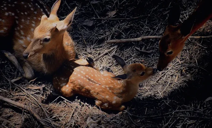 动物宝贝世界 Baby Animals Around the World