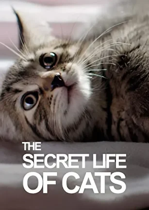 BBC地平线：猫的秘密生活 Horizon: The Secret Life of the Cat