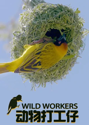 动物打工仔 Wild Workers