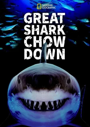 鲨鱼进食秀 Great Shark Chow Down