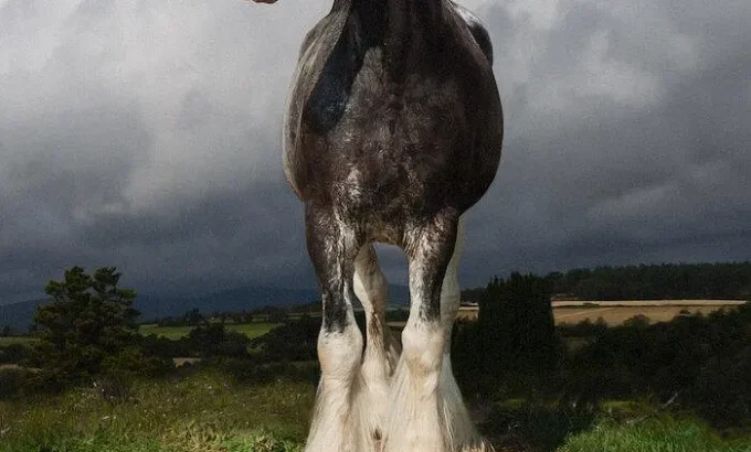 拯救世界上最英武的骏马 Clydesdale: Saving the Greatest Horse