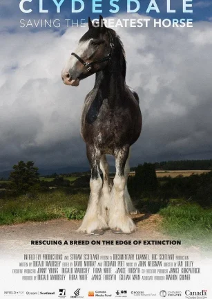 拯救世界上最英武的骏马 Clydesdale: Saving the Greatest Horse
